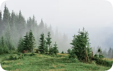 Forest in the fog